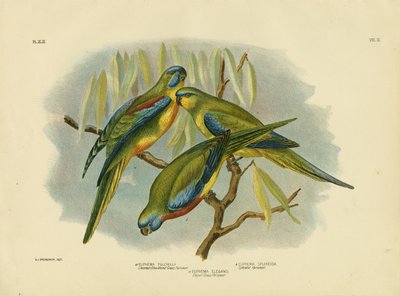 Chestnut-Shouldered Grass Parrakeet by Gracius Broinowski